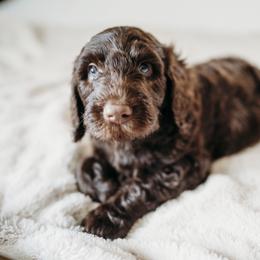 Apollo - Chocolate male Labradoodle puppy in Orange, Virginia from Hillcrest Labradoodles