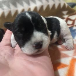 Parti Boy - Parti male Miniature Schnauzer puppy in Hickory Grove, South Carolina from Oopsie Doodles