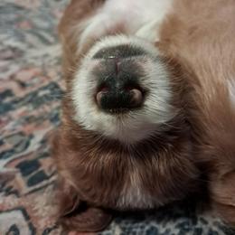 Esther - female Assorted Doodle Crosses puppy in Northumberland, Pennsylvania from Light and Life Doodles