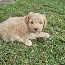 Corey - Apricot male Schnoodle puppy in Morrilton, Arkansas from Central AR Schnoodles