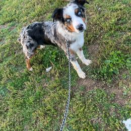 Australian Shepherd puppies from C&S Kennels