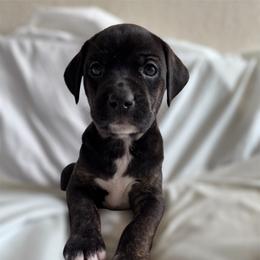 Catahoula Leopard Dog Puppies from Cottonwood Creek Catahoula’s