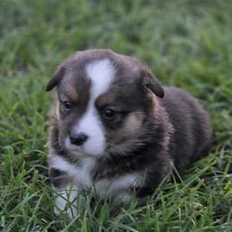 Female 1 - Black and tan female Pembroke Welsh Corgi puppy in Portland, North Dakota from Sliding stop corgis