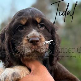 Boy 1 - male English Springer Spaniel puppy in Six Mile, South Carolina from The Proper Pointer Co.