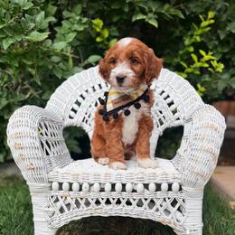Blue Male - Red  male Goldendoodle puppy in Springville, Utah from JW Doodles