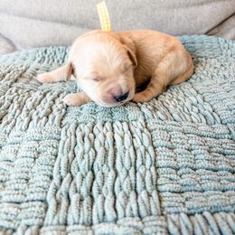 Tan collar - Light golden female Golden Retriever puppy in Lehi, Utah from Open Star Goldens