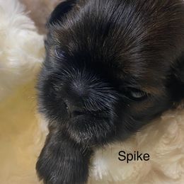 Spike - Red male Shih Tzu puppy in Riverside, California from AKC Shih Tzu of California