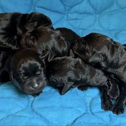 Girl 5 - Black female Labrador Retriever puppy in North Pole, Alaska from Mulberry Retrievers
