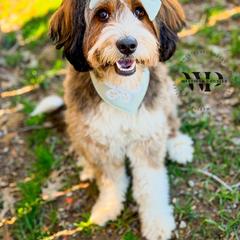 Bindi - Assorted Doodle Crosses