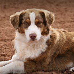 Sadie - Australian Shepherd