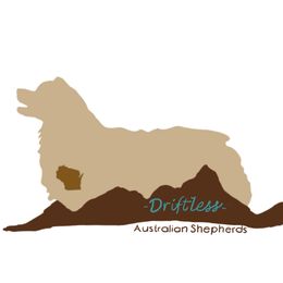 Teton - Miniature Australian Shepherd