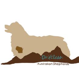 Teton - Miniature Australian Shepherd