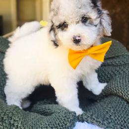 Yellow - Blue merle male Aussiedoodle puppy in Georgetown, California from Foothill Aussies