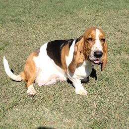 Minnie Pearl - Black brown and white female Basset Hound puppy in Lexington, Kentucky from Breashae's  Pups
