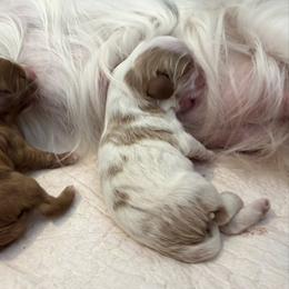 Girl 1 - female Cavalier King Charles Spaniel puppy in Brookings, South Dakota from Precious Pooches Cavalier King Charles Spaniels