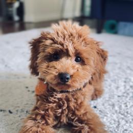 Poodle All Grown Up from Vegas Toy Poodles