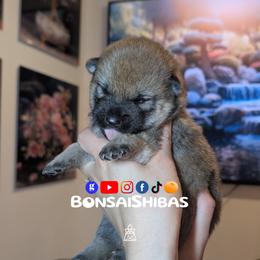 MINAKI - Red female Shiba Inu puppy in Minnesota from BonsaiShibas