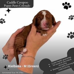 Kiel - Red male Cavapoo puppy in Fort Lupton, Colorado from Puppy Paws Colorado