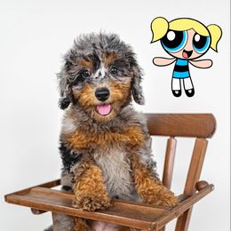 Cockapoo and Goldendoodle Puppies from My Forever Best Friend