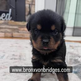 Girl 4 - Black and tan female Rottweiler puppy in Danieslville, Georgia from Bronx Von Bridges Rottweilers
