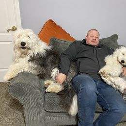 Old English Sheepdog Puppies from Heavinly Blessings Farm Pups - Old English Sheepdog Puppies