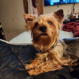 Ruby - Yorkshire Terrier