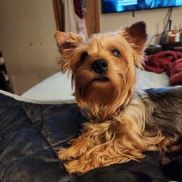 Ruby - Yorkshire Terrier