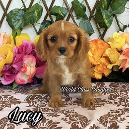 Lucy - Ruby female Cavalier King Charles Spaniel puppy in Hollywood, Florida from World Class Cavaliers