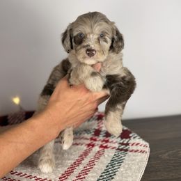 Comet - Brown merle male Aussiedoodle puppy in Sweetwater, Florida from Sandy Snout Doodles