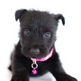 Shona - Black female Scottish Terrier puppy in Mount Joy, Pennsylvania from K&M Kennel