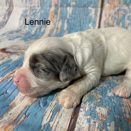 Lennie - Merle male Cockapoo puppy in Lebanon, Missouri from Cobbs Creek Canines