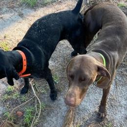 German Shorthaired Pointers from Viridity GSP