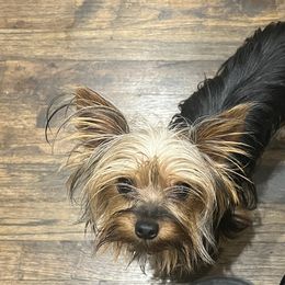 Yorkshire Terriers from Shakerra's Yorkshire Terriers