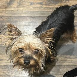 Yorkshire Terriers from Shakerra's Yorkshire Terriers