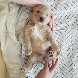 Bernedoodle and Goldendoodle Puppies from Cookies and Cream Doodles