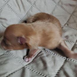 Oliver - Orange male Pomeranian puppy in Bellevue, Iowa from Fluffy Wonders Poms and Doodles