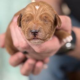 Cream - Apricot male Goldendoodle puppy in Herriman, Utah from Sunnydoodle Utah