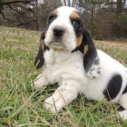 Basset Hound Puppies from Janzen Family Bassets