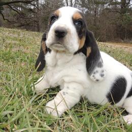 Basset Hound Puppies from Janzen Family Bassets