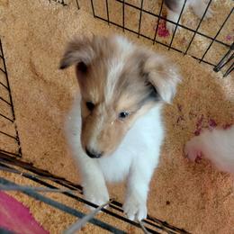 Reserved Storm - Sable merle and white female Collie puppy in St Stephens, Wyoming from Desert Kennels