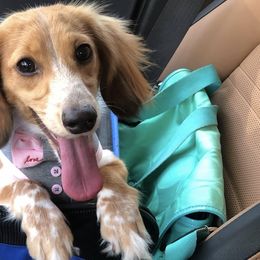 Bernedoodles and Dachshunds from Gee Dogs- Dachshunds and Bernedoodles