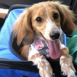 Bernedoodles and Dachshunds from Gee Dogs- Dachshunds and Bernedoodles