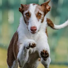 Ibizan Hounds from Notanuff Ibizans