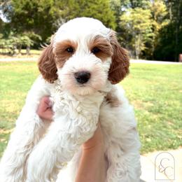 Bear - Parti male Goldendoodle puppy in Madisonville, Kentucky from Carlie and Co. Goldendoodles