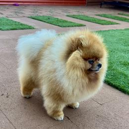 James - Orange male Pomeranian puppy in Hot Springs, Arkansas from Pomeranian Empire