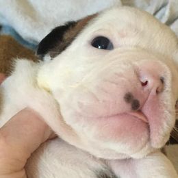 Bulldogs from English Bulldogs