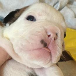 Bulldogs from English Bulldogs