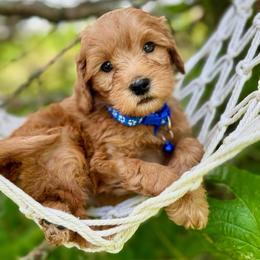 Blue - Red  male Goldendoodle puppy in Hesperia, Michigan from Red Acres Poodles & Doodles