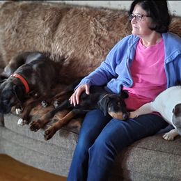 Doberman Pinscher Puppies from Morningstar Kennel