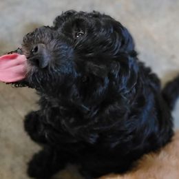 Girl 1 - Phantom Goldendoodle puppy in Wolcottville, Indiana from Indiana Goldens